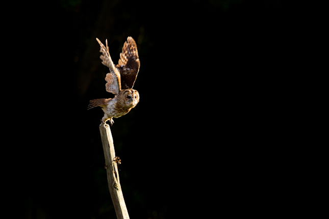 Tawny Owl taking off