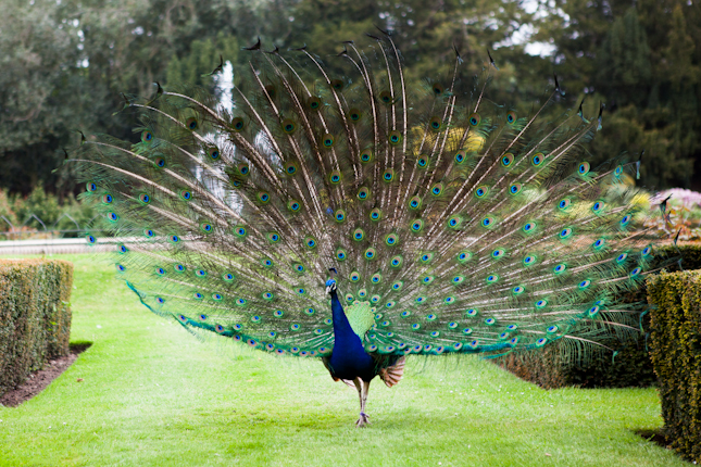 Peacock at Warwick Castle's peacock garden
