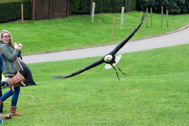 Flying Bird of Prey at Warwick Castle