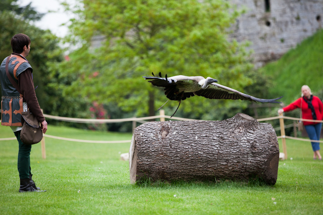 Vulture taking off at Warwick Castle