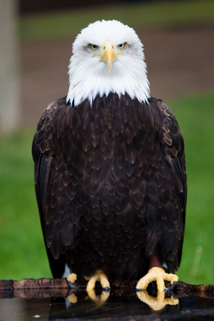 Eagle giving The Look